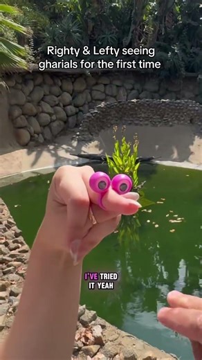 Dont laugh! They are beautiful! | #shorts #crocodile #humor