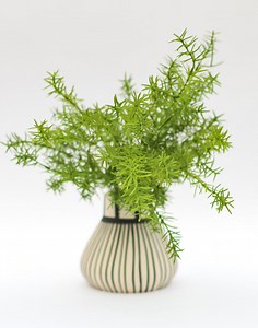 Asparagus - hrana ili prelepa cvetna dekoracija
