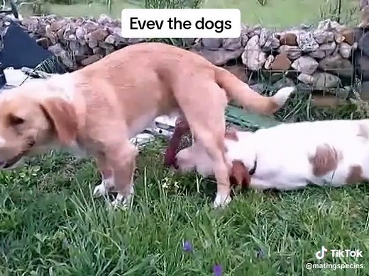 Mating Animals (@matingspecies)’s videos with original sound - Mating Animals