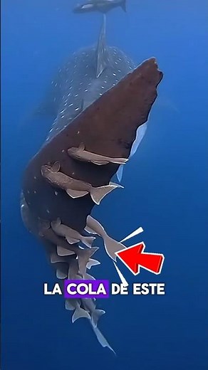 👀THE ALLIANCE BETWEEN REMORA FISH AND THE WHALE SHARK🦈#VideoSekai #amazing #curiosities