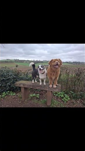 Fun times with a friend for the pups today, despite the rain!!