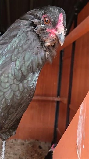 Did The Decoy Eggs Entice My Chickens? #chickens