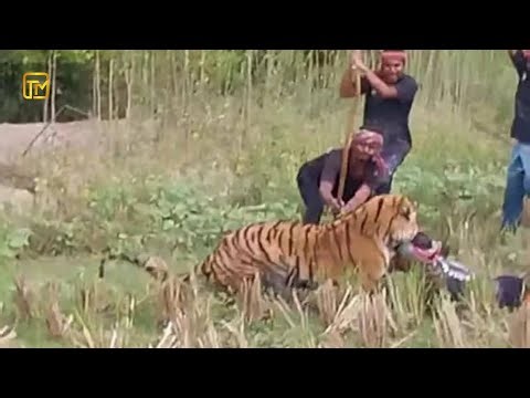 TOP 10 Real-Life Animal Attacks Humans compilation caught on CCTV camera P1