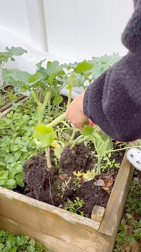 Pulling out what’s left of my broccoli plants after harvesting the leaves, and returning them to the garden to break down and compost over winter. ♻️🌱 Love seeing the garden give back! #fblifetyle #GardenJourney #WinterComposting | Che Thompson