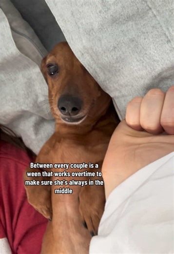 Sweet Emily and Ween: A Dachshund Love Story