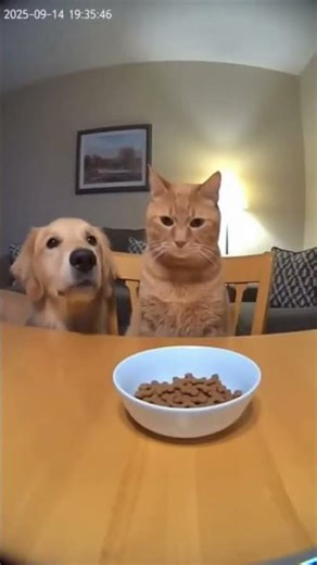 Dog vs Cat over Food 💀