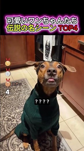 【神回】可愛いワンちゃんたちの瞬間