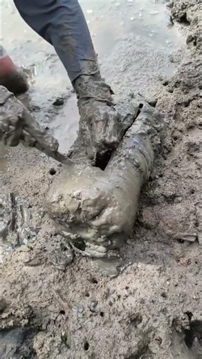 Catching Giant Mud Crab Using a Hidden Mud Trap! 🦀