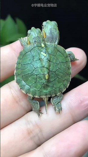 Two-Headed Turtle Survives With Just ONE Head Eating! 🐢😳
