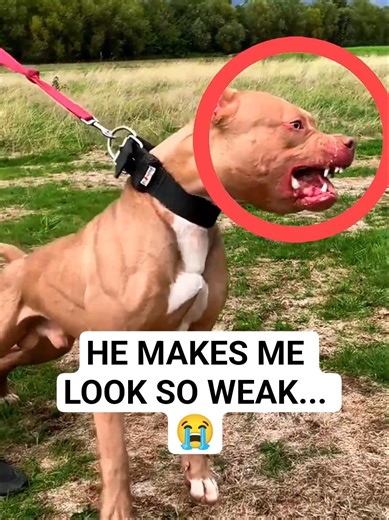 Meet the Bodybuilder Dog 🏋️‍♂️