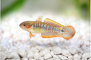 The Complete Guide to Peacock Gudgeon Care