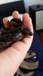 New handheld pocket snek ready for action! | Snek