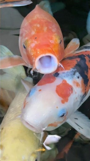 Colorful Tropical Fish Swimming Peacefully Underwater#fishpet