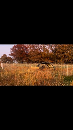 1.1K views · 15 reactions | This is how happy sheep play, nothing like fresh grass and friends!! ShelterLogic Direct #dairysheep #sheep | Christopher Scott Emery | Facebook