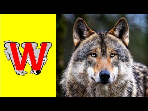 Learn to Write Letter W with Alphabetimals / Write Letter W Alphabet ABC / Writing Alphabet A-Z kids