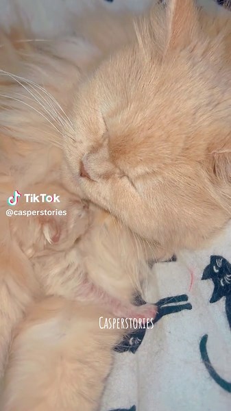 Introducing Dodo: The Adorable Bear Cub