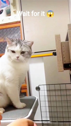 Wait…Why Is This Cat So Awkward? 😭🐱#shorts #cats #awkward #waitforit #meme #funny #reaction