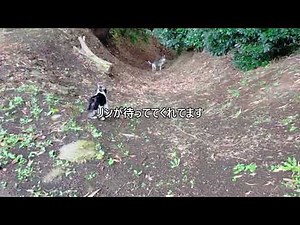 山で遊ぶ 猫と犬