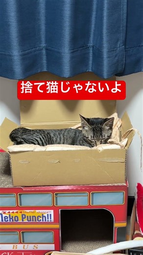 【#ネコ 】眠そうだからベッドを作ったつもりが捨て猫感のある子猫がかわいい