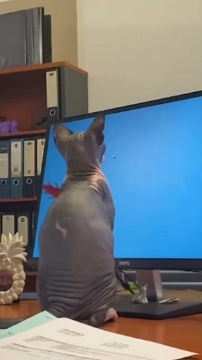 Cute Cat Chases Fish on Computer Screen!