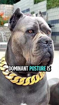 5 Dog Breeds That Look Scary #scarydog