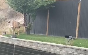 Video captures cute cat stalking an uninterested deer
