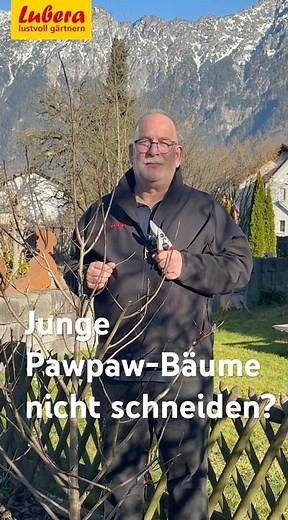 Should young pawpaw trees not be pruned?
