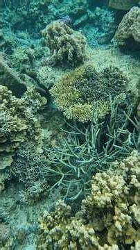 Beautiful Corals 🪸 of Coron, Palawan, Philippines 🇵🇭 part 2