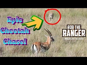 Epic Cheetah Chase| Maasai Mara Safari | Zebra Plains
