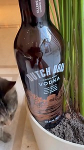 How to exploit your cat 😂 | Ricky Gervais