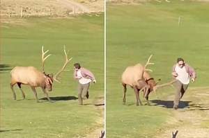 Watch: 'Stressed' bull elk charges at photographer