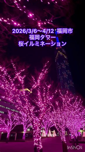 2026年3月6日～4月12日、福岡市早良区百道の福岡タワーで 「桜イルミネーション」が点灯します。タワーに映し出された桜が3分咲きから5分咲きを経て満開となり、最後には花びらが舞い散る様子を観てみましょう。 #九州観光 #福岡観光 #福岡おすすめスポット #福岡タワー #桜イルミネーション