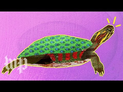 How do turtles survive in winter? | Anna's Science Magic Show Hooray