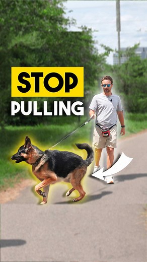 Transform Your Dog Walks in Minutes: Leash Walking Tips