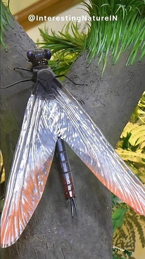 The Largest Dragonfly That Ever Existed - Meganeura! #facts #animals #wildlife #didyouknow