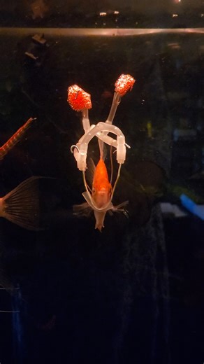 944K views · 10K reactions | Lil angel with some help  | Furry Tails | Facebook