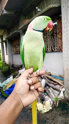 Why My Parrot Is Biting Me? ||Stop Parrot Biting |#parrot training #rawparrots