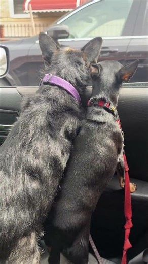 Dogs love to look out window #dogs #dog #fyi #foryou