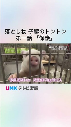 Tonton the Lost Piglet, Episode 1: "Protection"