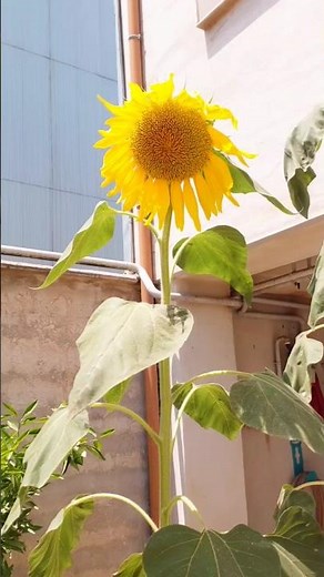 Beautiful Sunflower in Full Bloom 🌻