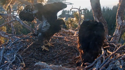 Bald eagles Jackie and Shadow's babies are not so small anymore!