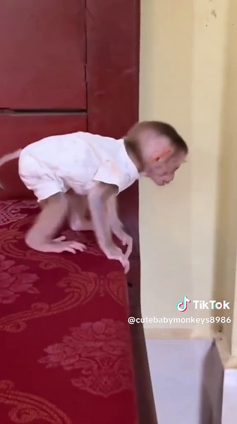 Adorable Baby Monkeys: The Cutest Pets on the Internet