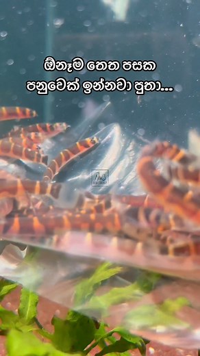 Kuhli Loach 🪱 | Nano Fish Corner