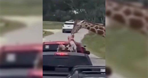 Giraffe hoists 2-year-old in the air at drive-thru wildlife park in Texas