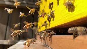 💛Here are some slow motion bumpy flying pollen loaded bees to make you smile 💛😊🐝#shotoniphone #slowmotion #flowhive | Macro Bees
