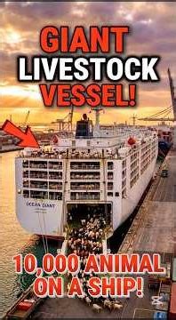 How Giant Livestock Ships Transport Thousands of Animals Across the World? #shorts #ocean #ship