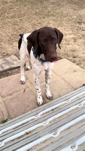 He had zero Interest in the agility at the dog park🤣🤣#gspsoftiktok #agilitydog #gsp #dog #funny