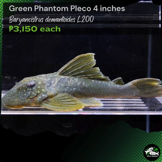 L200 GREEN PHANTOM PLECO 4" | Got Fish | Facebook
