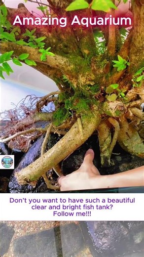 A semi-aquatic tank (paludarium) plants . Fixed tree roots