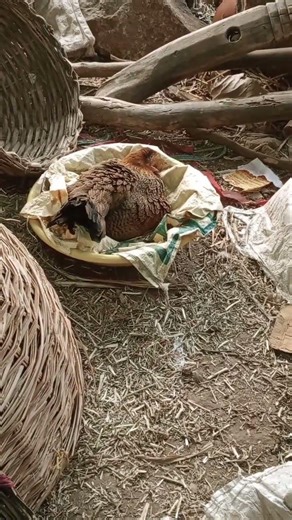 #Kannada# agriculture system# Nattu Koli#viral #trending #villagelife# farming method#future🚀🚀📈📈